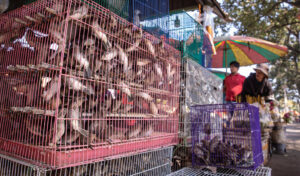 自然の生息地から捕獲鳥の 50% ～ 90% は生き残れない！