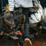 9歳の少年が鳥インフルエンザで死亡　今年初の死亡者