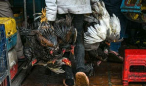 9歳の少年が鳥インフルエンザで死亡 今年初の死亡者