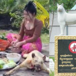 CMAC代表、犬肉食を禁止する国内法の制定必要を主張