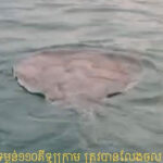 110kgの巨大淡水エイがメコン川に放流される