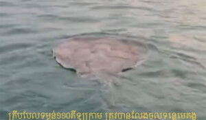 110kgの巨大淡水エイがメコン川に放流される