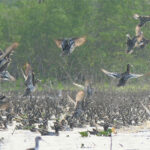 ボントンレチュマール ラムサール条約湿地　例年より渡り鳥が増加