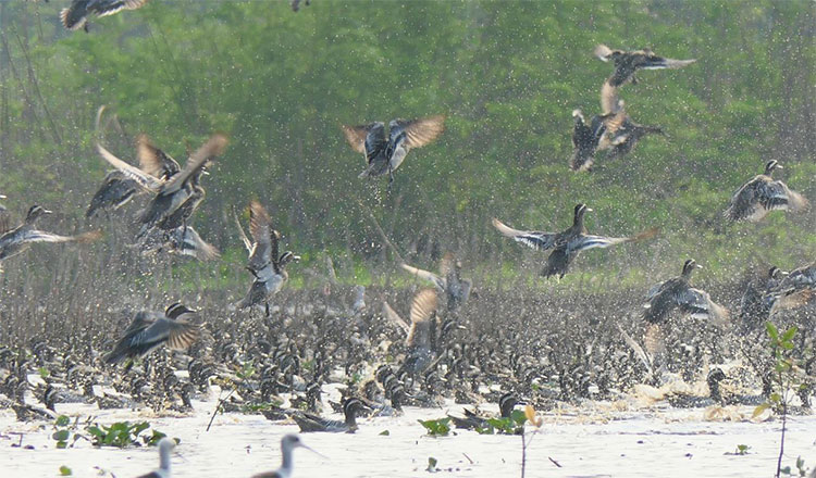 ボントンレチュマール ラムサール条約湿地　例年より渡り鳥が増加