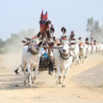 4月7日　コンポンスプー州で牛車レースが開催される