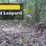 朗報！ウンピョウはカンボジアでまだ生存すること確認