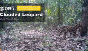 朗報!ウンピョウはカンボジアでまだ生存すること確認