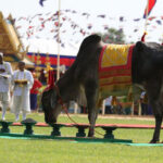 2024年王立耕起式典（農耕祭）　コンポンスプー州で4日間開催される