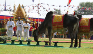 2024年王立耕起式典(農耕祭) コンポンスプー州で4日間開催される