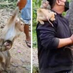 農林水省、アプサラ当局と協力しアンコール遺跡群でサルを虐待するグループを捜査