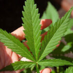 首相、「私の政権担当下でマリファナ合法化はない」と断言