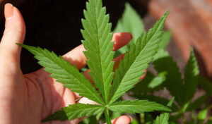 首相、「私の政権担当下でマリファナ合法化はない」と断言