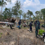 森林保護の懸念、当局が今年3か月間の林業犯罪621件を摘発