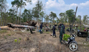 森林保護の懸念、当局が今年3か月間の林業犯罪621件を摘発