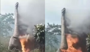 コンポンスプー　恐竜モニュメントへの火災　放火の疑いで捜査