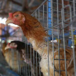 保健省が＜注意喚起＞の声明を発表　鳥インフルなど