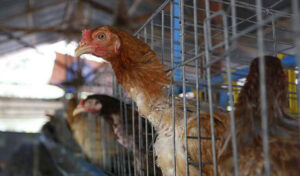 保健省が＜注意喚起＞の声明を発表　鳥インフルなど