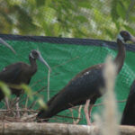 保護センター（ACCB）　絶滅危惧種のシロトキの繁殖に成功