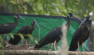 保護センター(ACCB) 絶滅危惧種のシロトキの繁殖に成功
