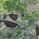 東平原の景観に自生する木々がモンドルキリの野生ミツバチを支える