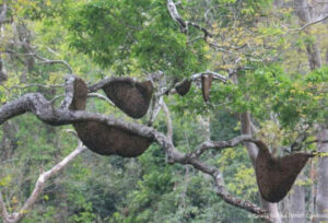東平原の景観に自生する木々がモンドルキリの野生ミツバチを支える
