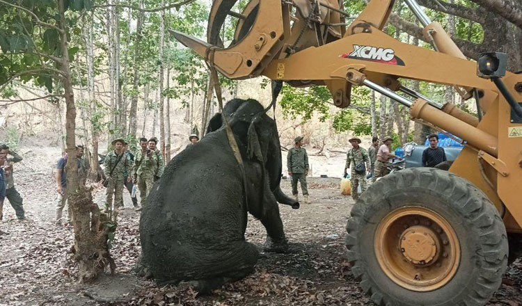 モッドリキリの保護区　足を骨折したゾウが救出される