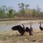 ロンファット野生生物保護区がトキ保護の行動計画を策定