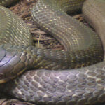 シェムリアップ州　捕えようとしたヘビに噛まれ、男性が死亡