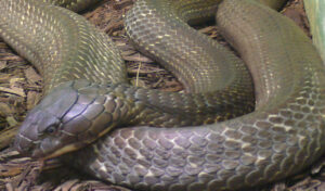 シェムリアップ州 捕えようとしたヘビに噛まれ、男性が死亡