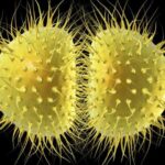 カンボジアで薬剤耐性淋病が急増していることが判明