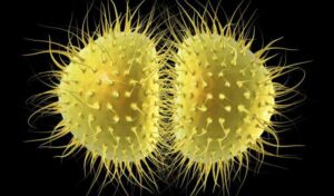 カンボジアで薬剤耐性淋病が急増していることが判明