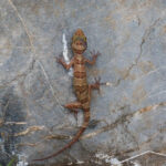 カンポットで新たな種の洞窟ヤモリが特定される