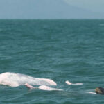 カンポットでイワワジイルカの赤ちゃんが発見される