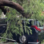 プノンペン都心部、局地的な暴風雨で倒木が車を押しつぶす