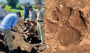 バンテアイ・メアンチェイ州 複数の目撃情報後、住民がトラ?の足跡を発見