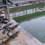 シェムリアップのワニ養殖場から22頭が脱走、その後全頭を確保