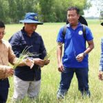 水不足の次に害虫被害が4州に　米作の不作を加速