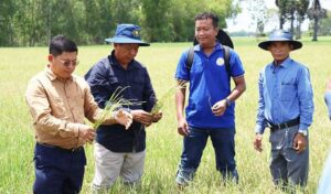 水不足の次に害虫被害が4州に 米作の不作を加速