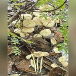 保健省　ラタナキリの食中毒事件を受けて毒キノコの警告