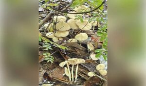 保健省 ラタナキリの食中毒事件を受けて毒キノコの警告