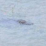 洪水でワニが大量発生、ポーサット知事が警告！