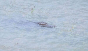 洪水でワニが大量発生、ポーサット知事が警告！