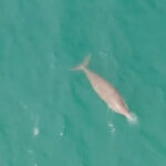 カンポット沖で希少な海生哺乳類：ジュゴンが見られた