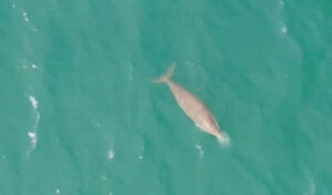 カンポット沖で希少な海生哺乳類:ジュゴンが見られた