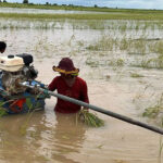 コンポントム州の5つの地区が洪水に見舞われ、米作が壊滅