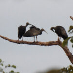 ルンパット野生生物保護区　少なくとも 33 羽のオオトキを記録