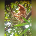 絶滅危惧種：キバシテナガザルがモンドルキリ自然保護区で誕生