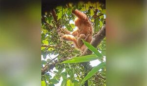 絶滅危惧種:キバシテナガザルがモンドルキリ自然保護区で誕生