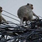 森林管理局　仏塔（寺院）や公共の場（公園）にサルの放置を禁止