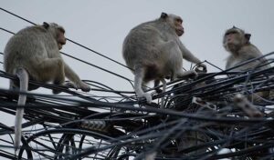 森林管理局 仏塔(寺院)や公共の場(公園)にサルの放置を禁止